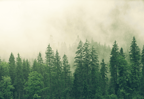 Forest Covered in White Fog