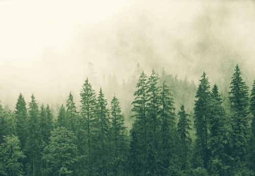 Forest-Covered-in-White-Fog